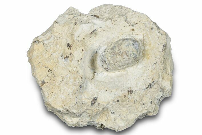 Eocene Fossil Snake Egg - Bouxwiller, France #293144